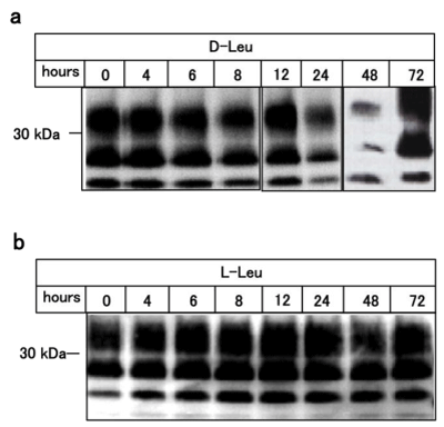 D-leucine reduces levels of protease resistant PrPScin a timedependent
manner.