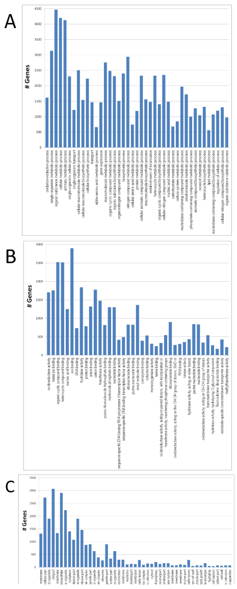 Figure 2: GO functional categories of biological process, molecular
function, and cellular component for A. flavus.